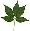 Aesculus flava-leaf