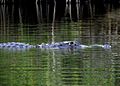 Alligator - Johnathan Dickinson State Park