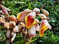 Alpinia zerumbet (Pers.) B.L.Burtt & R.M.Sm