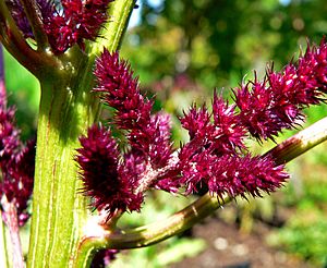 Amaranthus cruentus Foxtail 2