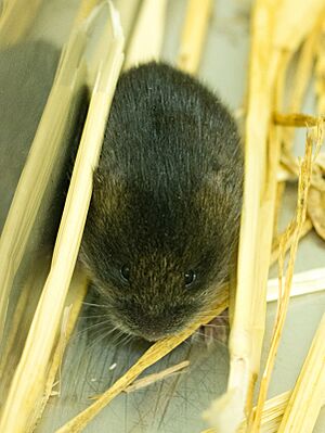 Amargosa Vole (Microtus californicus scirpensis)