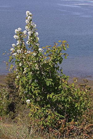 Amelanchier alnifolia 6338