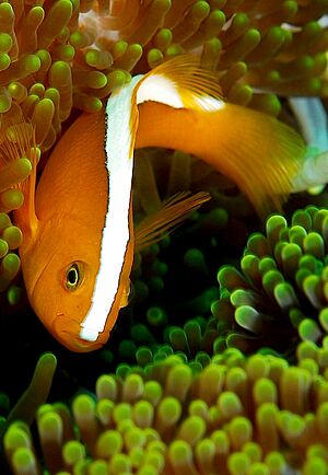 Amphiprion sandaracinos.jpg