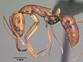 Anochetus goodmani casent0104548 profile 1