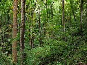 Appalachian Cove forest on Baxter Creek Trail in Great Smoky Mountains National Park