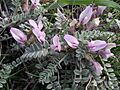 Astragalus testiculatus (in bloom) 2