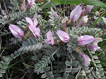 Astragalus testiculatus (in bloom) 2