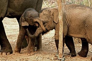 Baby elephants at the Elephant Conservation Center (Laos)