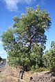 Banksia littoralis roadside Bunbury 1