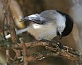 Black-capped Chickadee eating seed