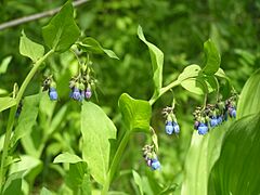 Bluebells (3660331534)