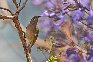 Brown Honeyeater - AndrewMercer - DSC01011