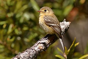 Buff-breastedFlycatcher-30APR2017
