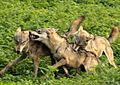 Photograph of three wolves running and biting each other