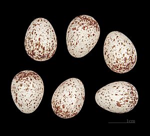 Certhia brachydactyla mauritanica Witherby, 1905, Souk Ahras