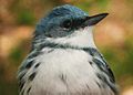 Cerulean Warbler close-up
