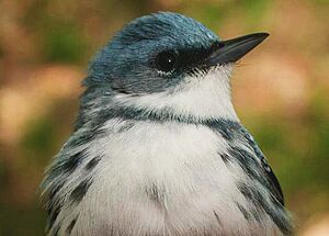 Cerulean Warbler close-up