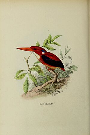 Ceyx melanura by John Gerrard Keulemans