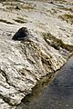 Chimney Cone UGB YNP1