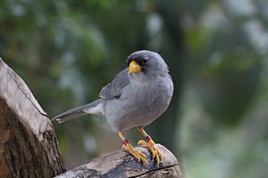 Cinereous Finch.jpg