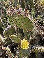 Cochineal on opuntia
