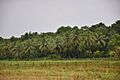 Coconut Grove in Wakenaam - panoramio