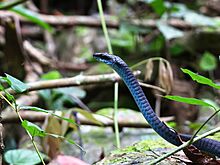 Common Tree Snake f9 3618 01
