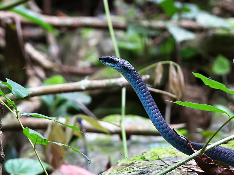 Common Tree Snake f9 3618 01