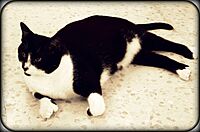 Conchi polydactyl cat