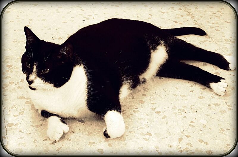 Conchi polydactyl cat