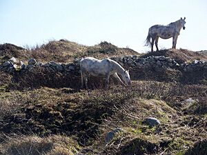 Connemara ponies, Cloch na Ron - geograph.org.uk - 1404602