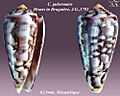 Conus gubernator 8