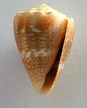 Conus miliaris 001.jpg