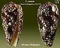 Conus omaria 5