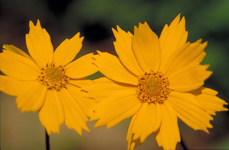 Coreopsis auriculata FWS-1