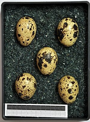 Coturnix coturnix MWNH 2037