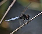 Crocothemis nigrifrons - Black-headed Skimmer