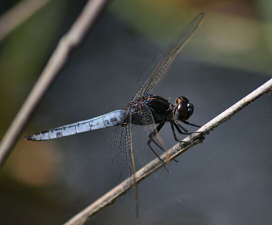 Crocothemis nigrifrons - Black-headed Skimmer
