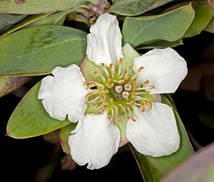 Crossosoma californicum (California rockflower) (5629409394).jpg