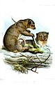 CuscusCelebensisWolf
