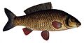 Cyprinus carpio3