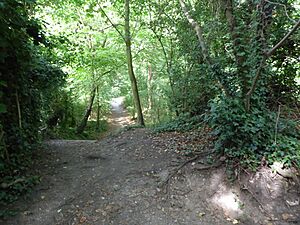 Danby Wood 1