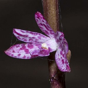 Dipodium punctatum flower.jpg