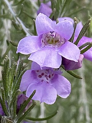 Eremophila microtheca flowers.jpg
