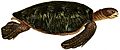Erpétologie générale, ou, Histoire naturelle complète des reptiles (Chelonia mydas)