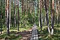 Estonia Endla Nature Reserve 07 Forest