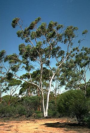 Eucalyptus capillosa subsp. capillosa habit.jpg
