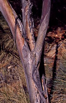 Eucalyptus gillenii bark