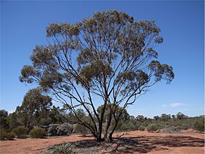 Eucalyptus polybractea habit.jpg