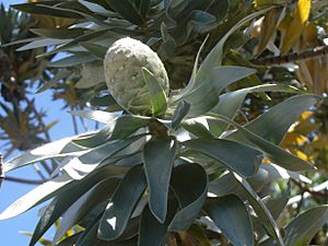 Female cone Leucodendron argenteum